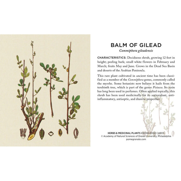 Herbs and Medicinal Plants Knowledge Cards
