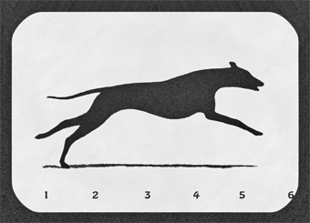 Lenticular Postcard-Running Greyhound | Getty Store