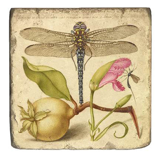 Joris Hoefnagel Magnet - Getty Museum Store