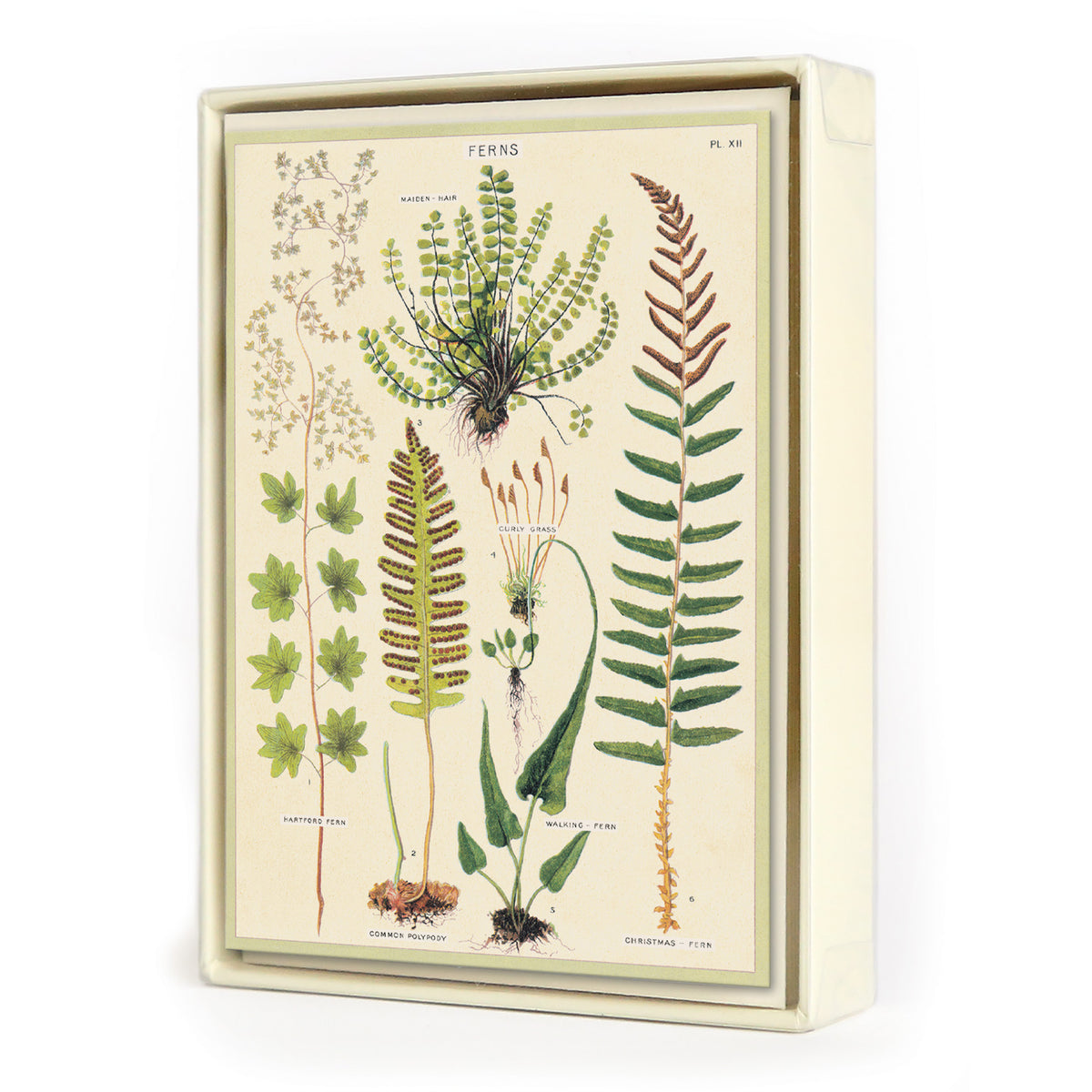 Fern Boxed Notecards