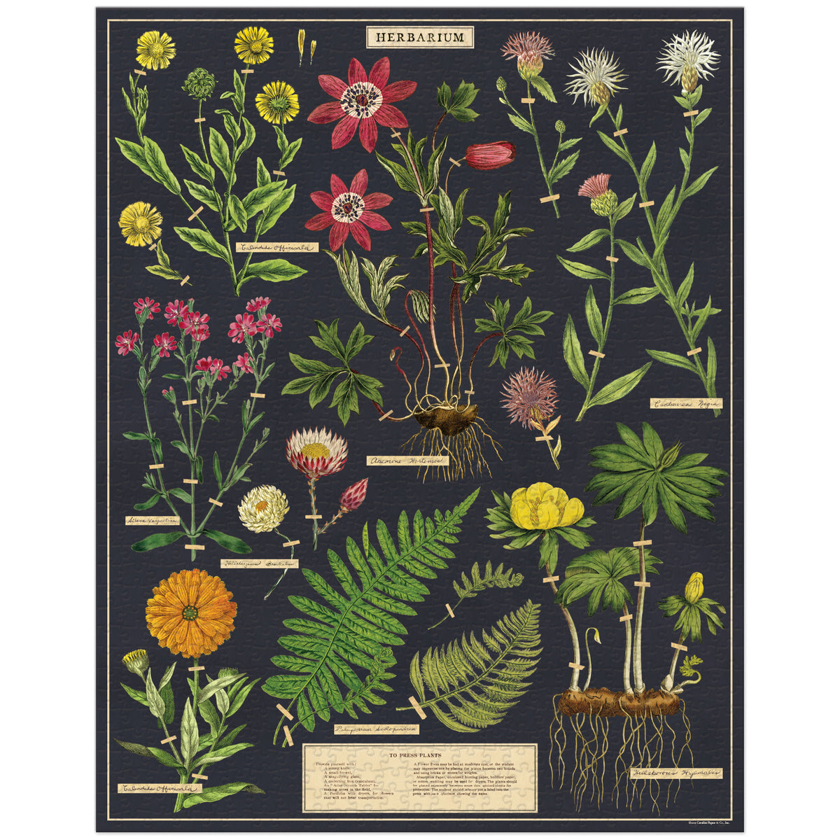 Herbarium Puzzle - 1,000 pieces
