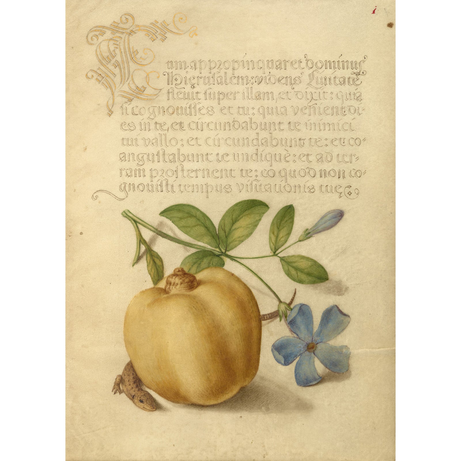 Pendientes Manet Bígaro | Tienda Getty