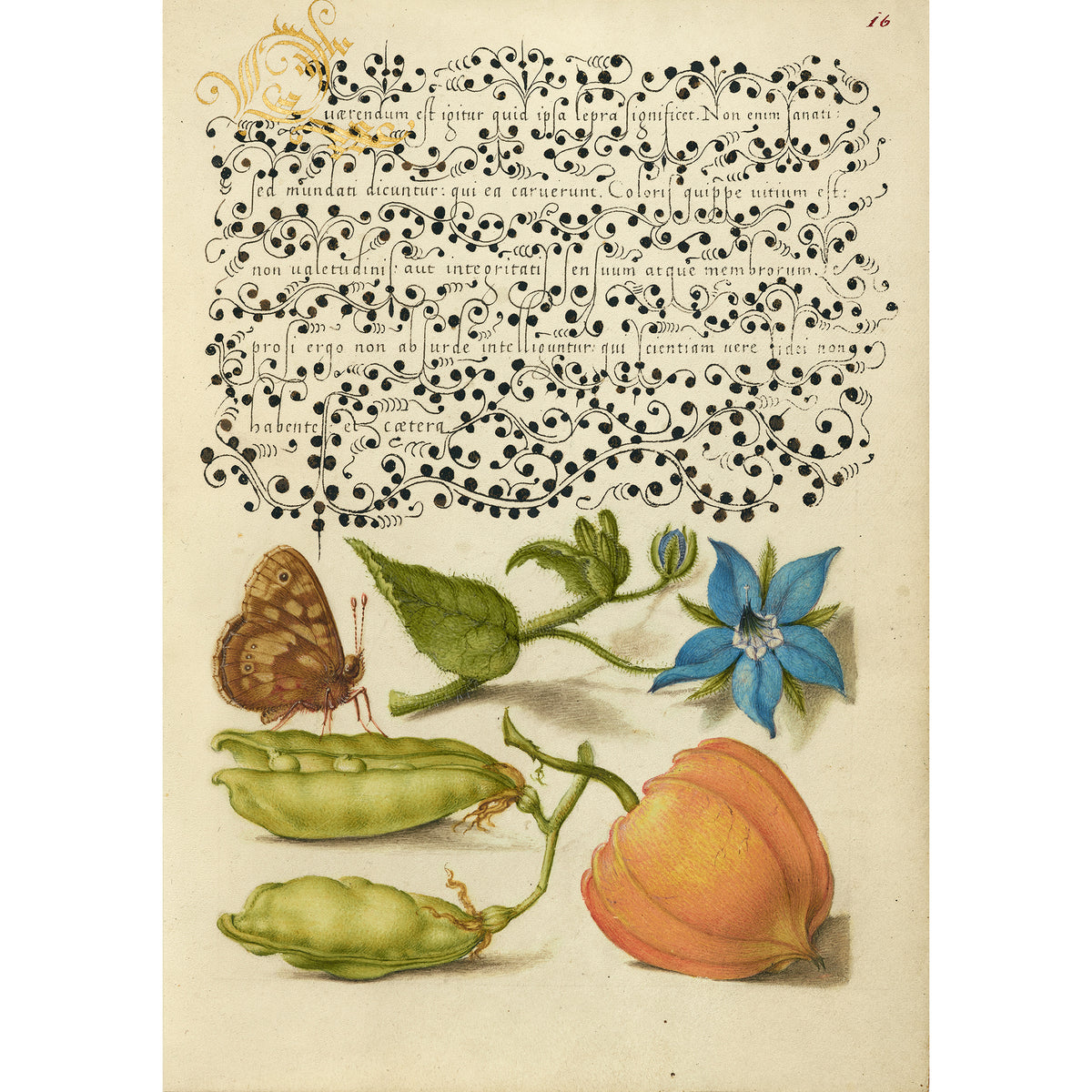 Vintage-style illustration with a butterfly, flowers, and vegetables on a decorative manuscript background.