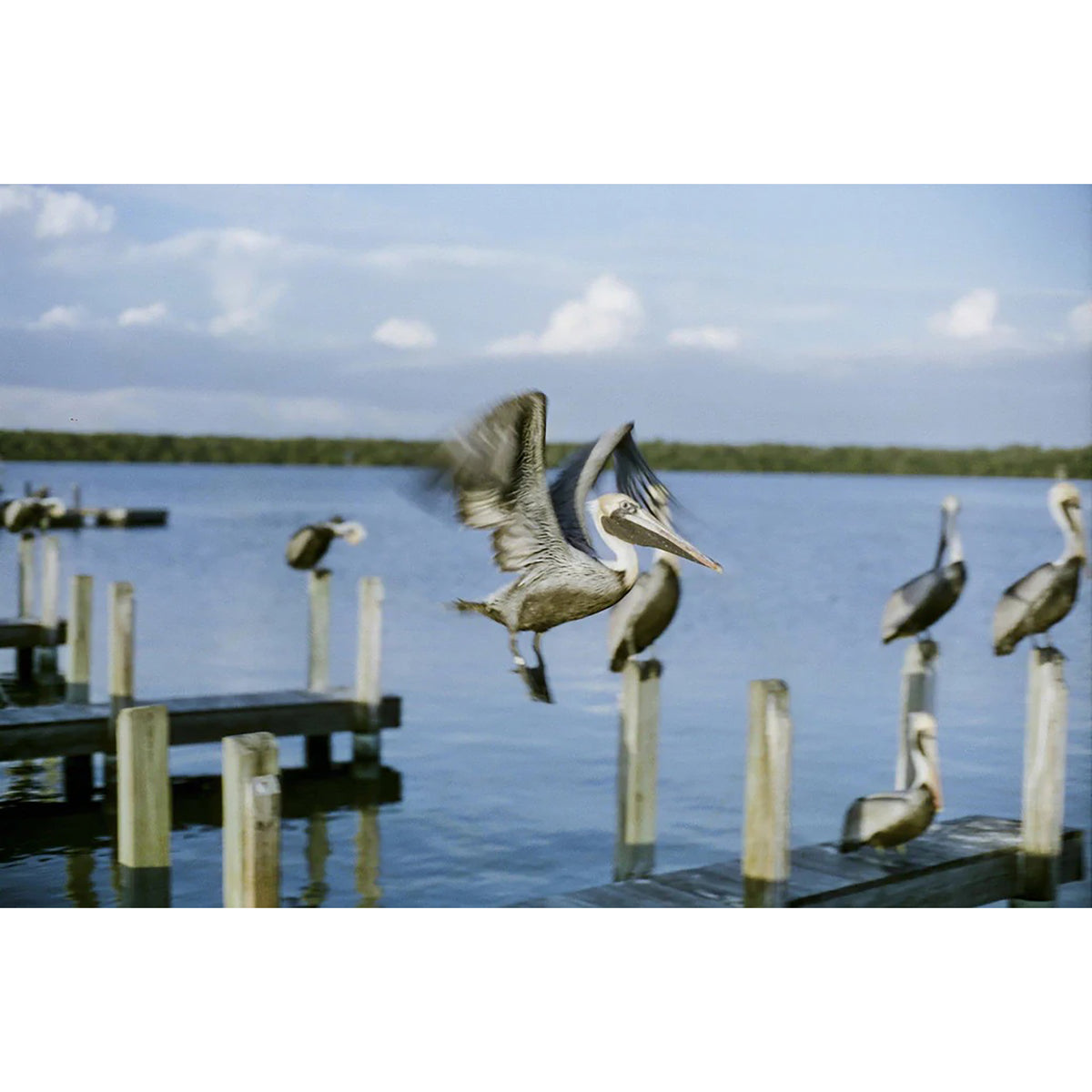 CineStill 50Daylight Fine Grain Color Negative Film - 35MM (36 Exp)