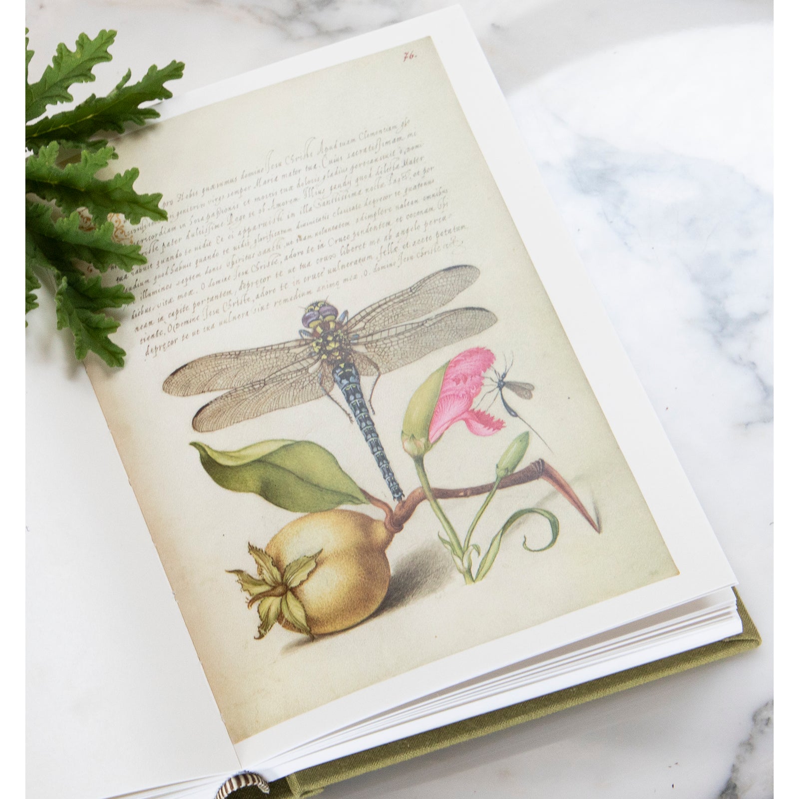 A facsimile edition of a sixteenth-century calligraphic manuscript featuring illustrations of a dragonfly, a flower, and a fruit on an open page.