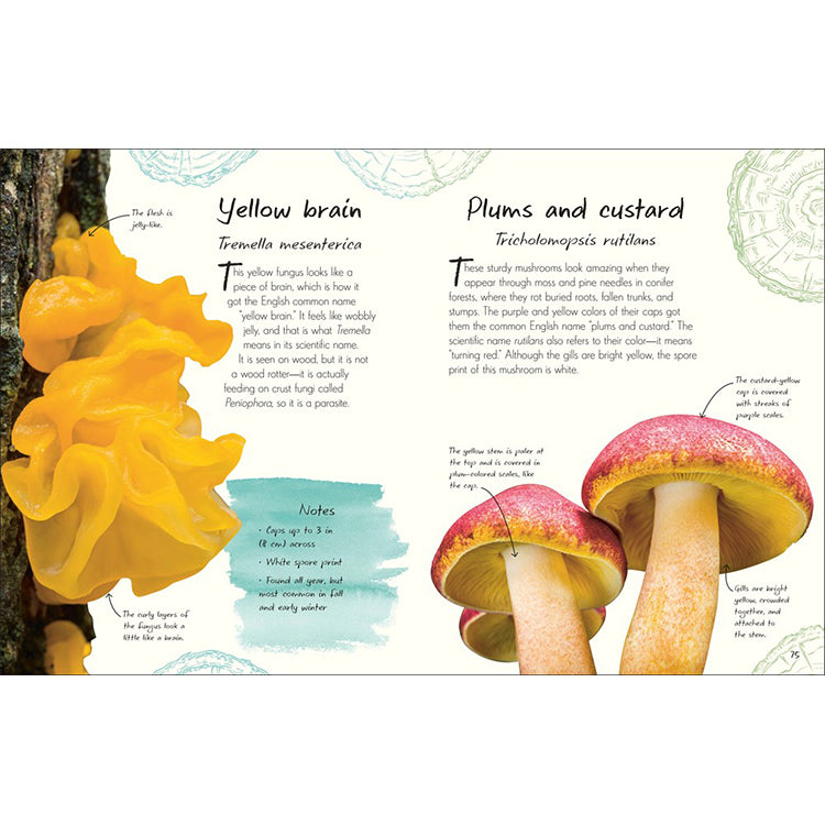 An Anthology of Fungi: A Collection of Mushrooms, Toadstools and Other Fungi