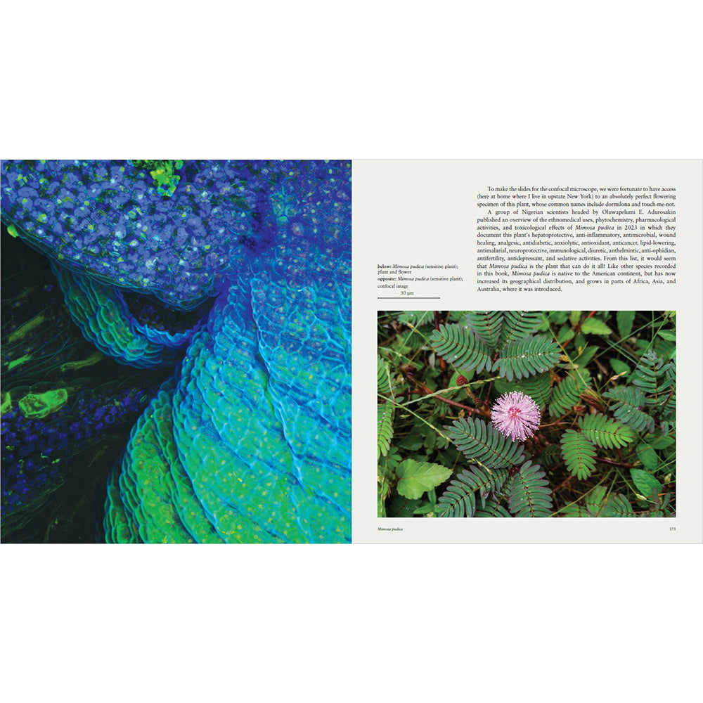 Sacred Plants of the Americas