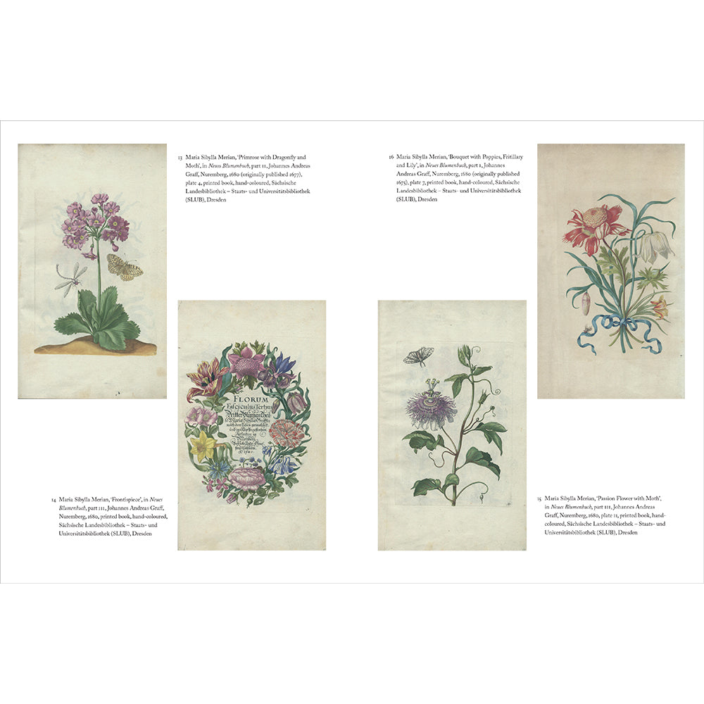 Maria Sibylla Merian