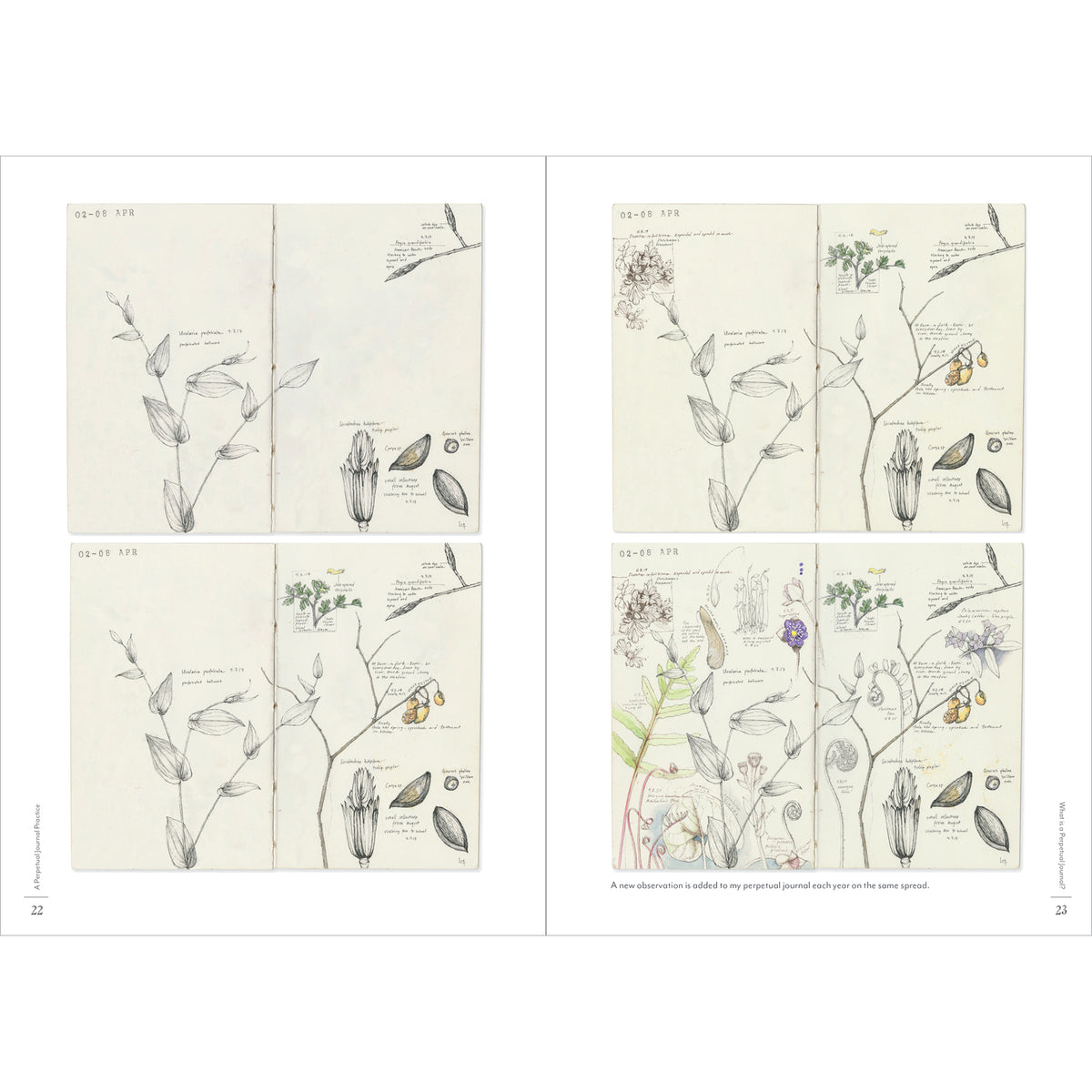 Illustrations of plants and flowers on a beige background