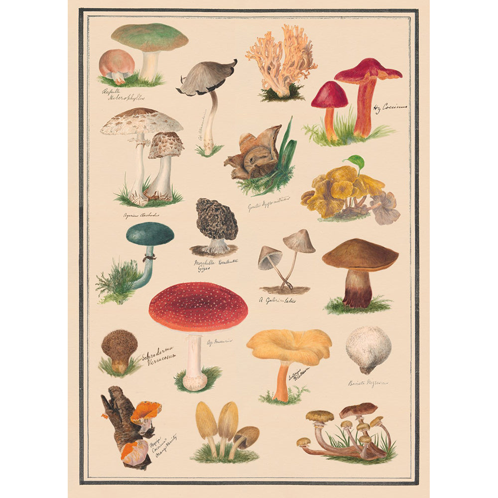 The Collage Compendium: 2,000 Images to Cut Out & Collage