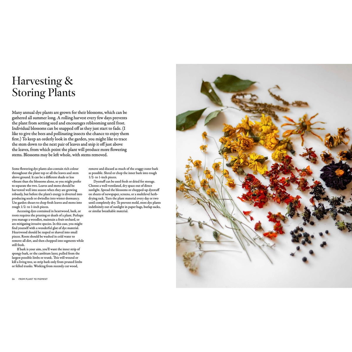 Book page with text on harvesting and storing plants, featuring dried flowers and leaves.