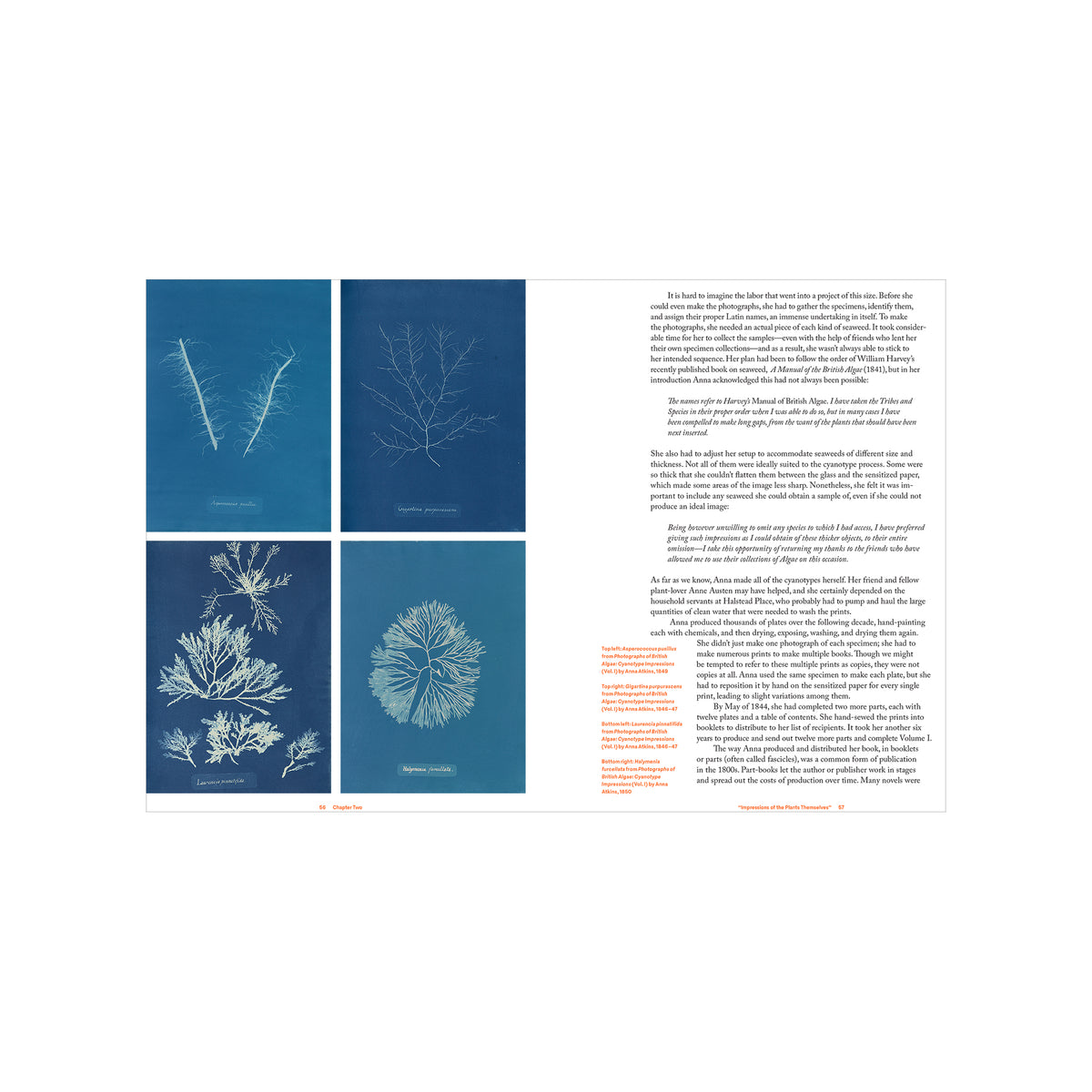Anna Atkins: Photographer, Naturalist, Innovator