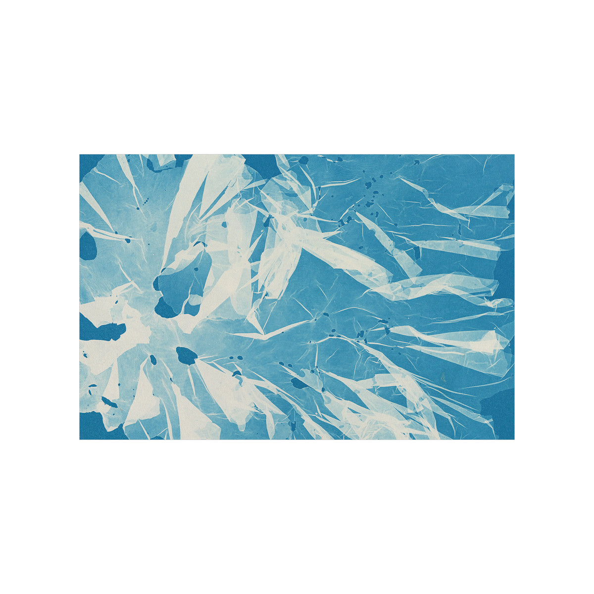 Anna Atkins: Photographer, Naturalist, Innovator