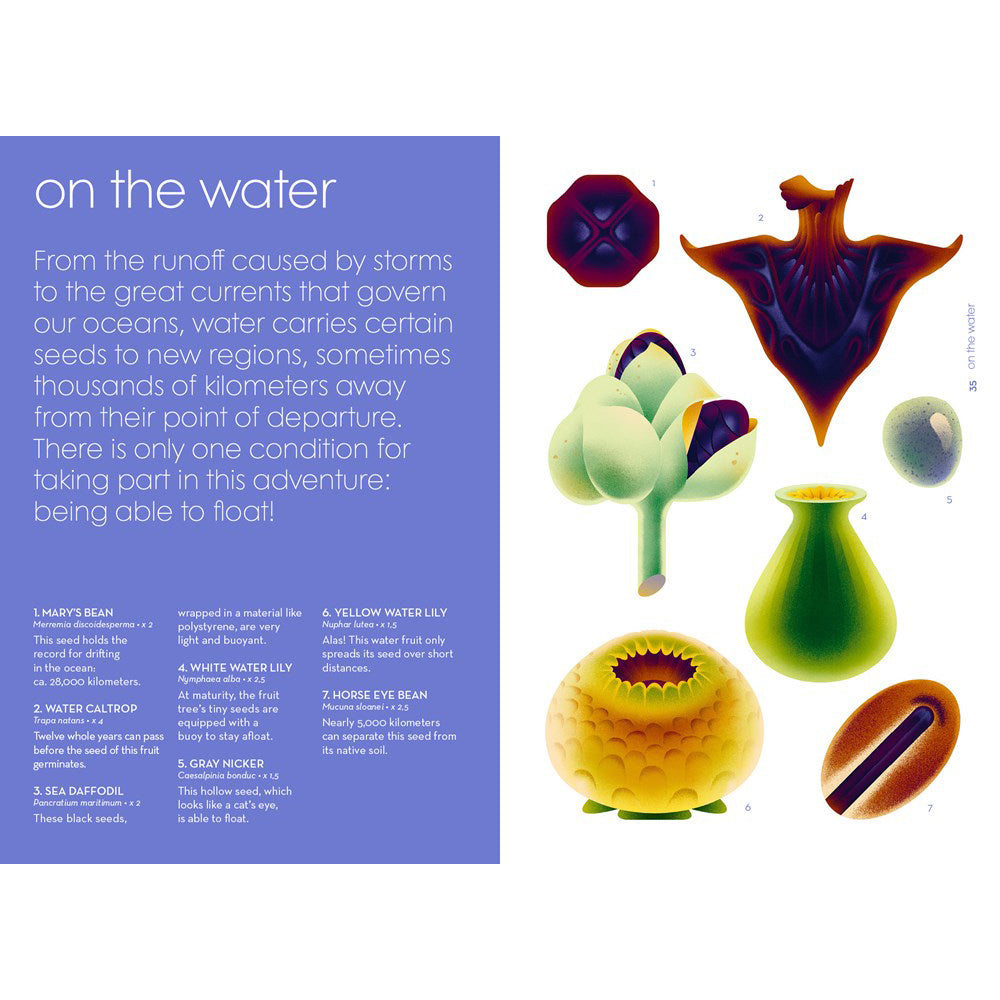 Book cover of 'Seeds: Nature's Intrepid Miracles' with colorful illustrations of seeds and flowers.