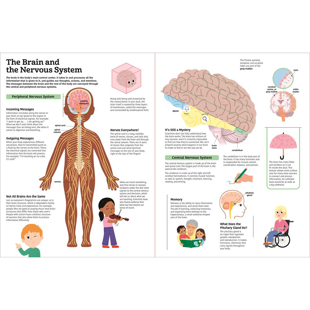 Educational illustration of the brain and nervous system with labeled parts and text.