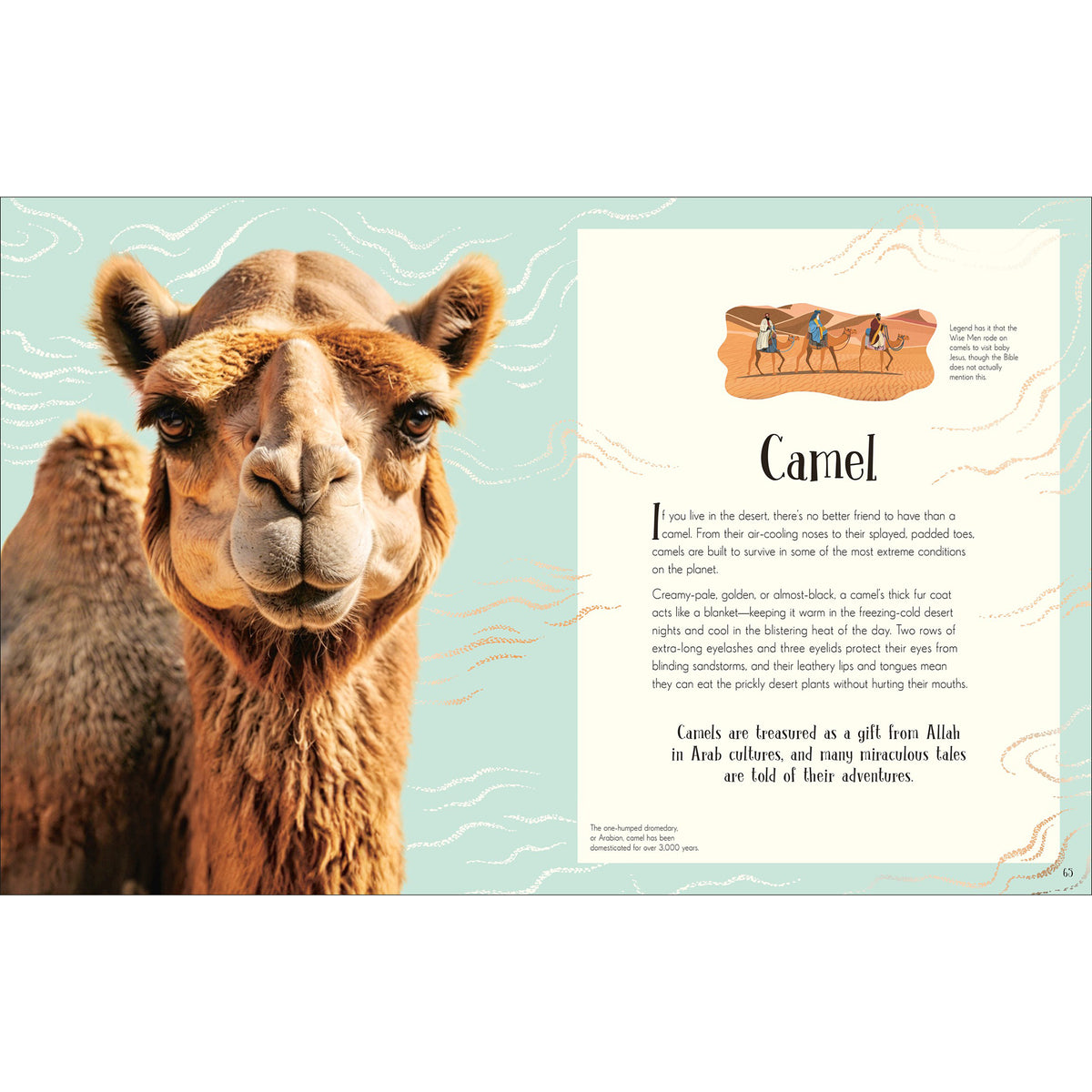 Camel with educational text on a light blue background