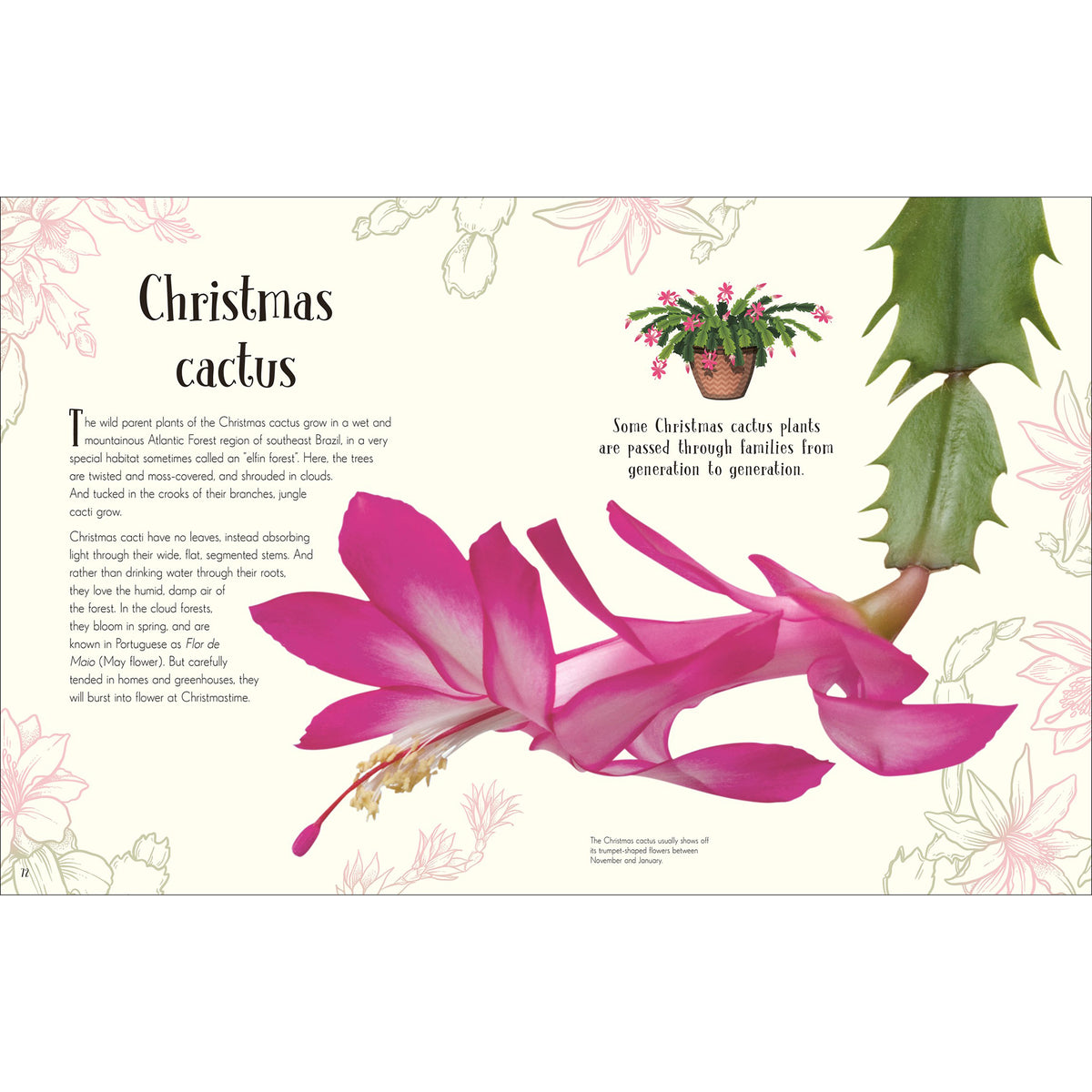 Illustration of a Christmas cactus with text on a light background