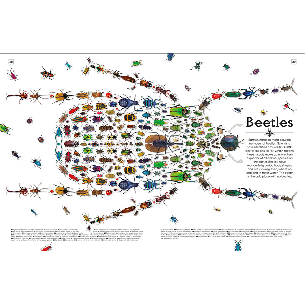 Shapes of Nature: A Kaleidoscope of the Natural World