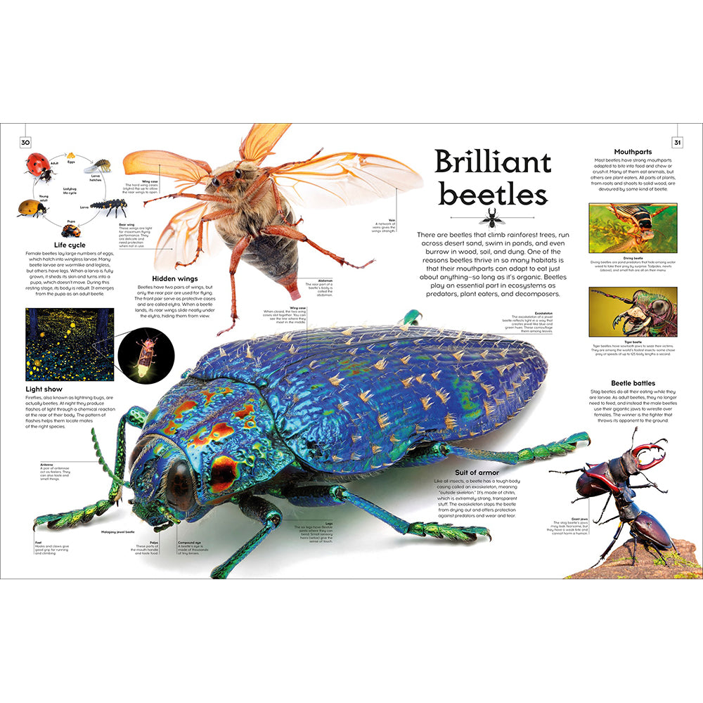 Shapes of Nature: A Kaleidoscope of the Natural World