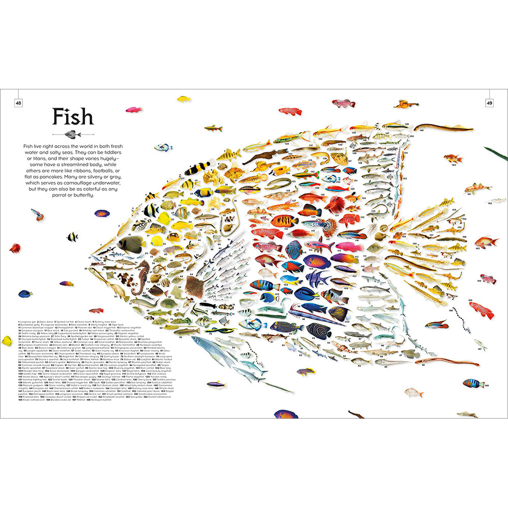 Shapes of Nature: A Kaleidoscope of the Natural World