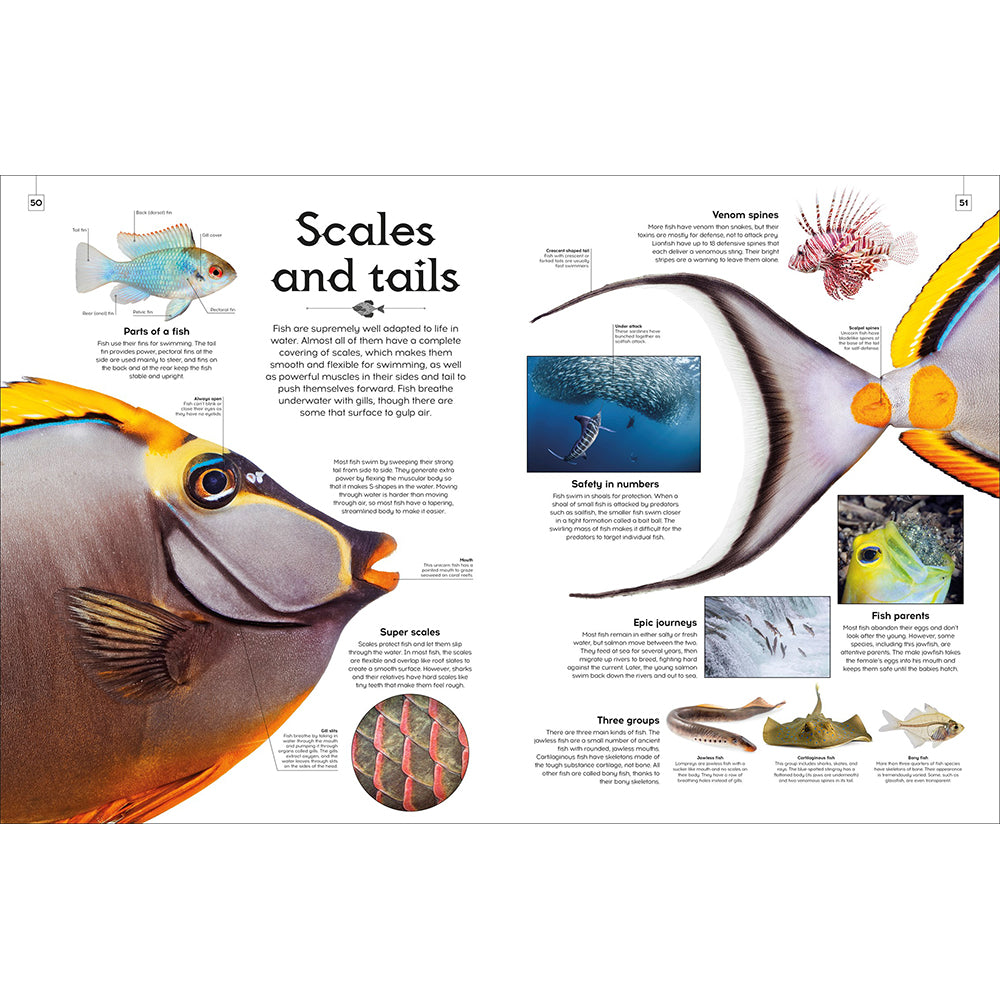 Shapes of Nature: A Kaleidoscope of the Natural World