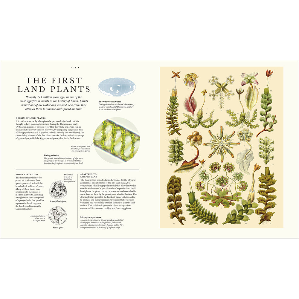 Atlas of Botany: An Exploration of Plants Across Time and Around the World