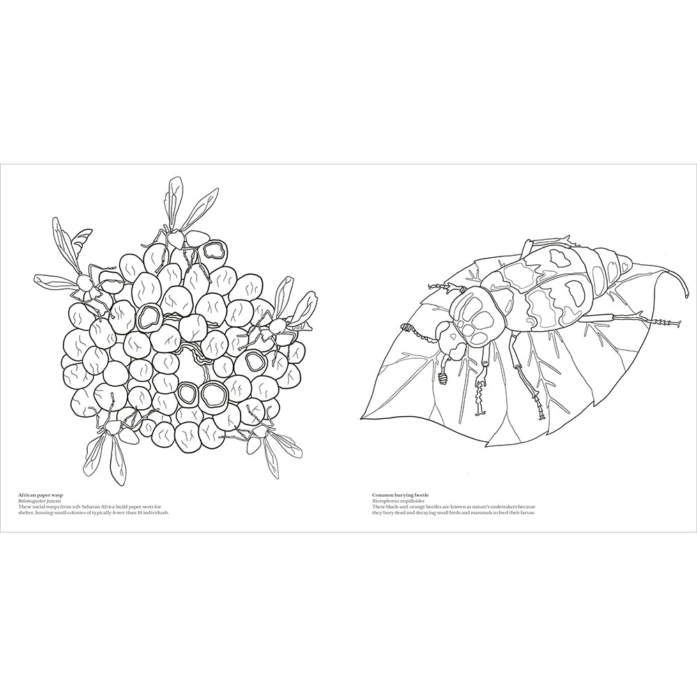 Coloring book cover titled 'Extraordinary Insects' with illustrations of various insects on a blue background.