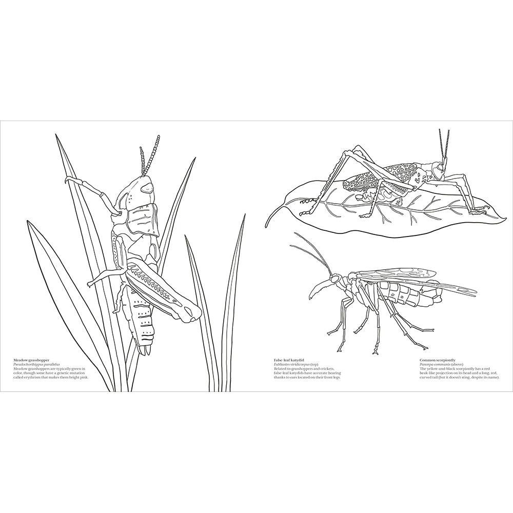 Black and white line drawing of insects on a white background