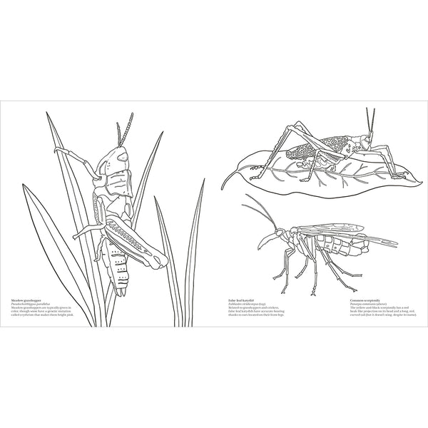 Extraordinary Insects Coloring Book - Getty Museum Store