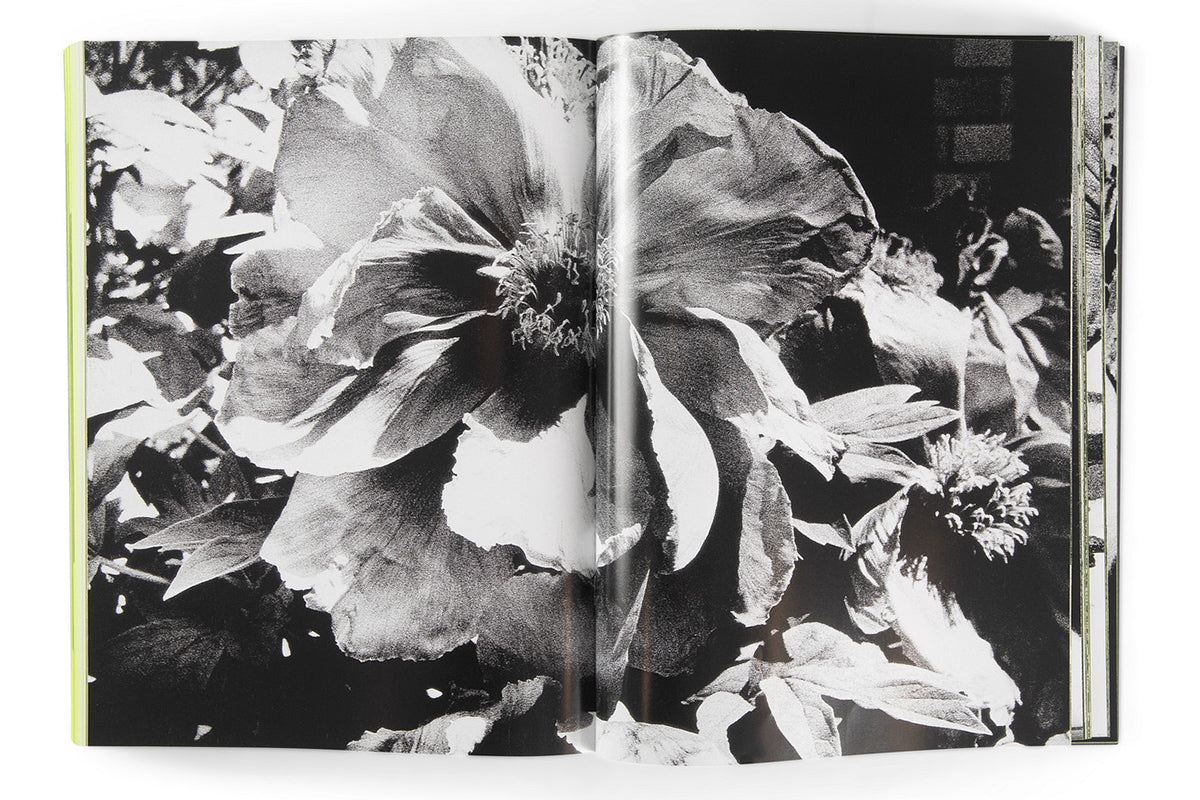 Daido Moriyama: Quartet
