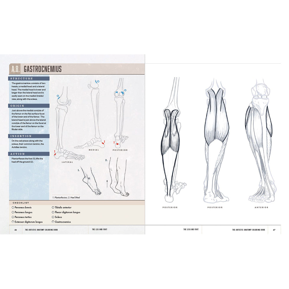 An anatomical diagram book page showing the gastrocnemius muscle with labeled bones and three muscle views on the right, plus text and tables on the left.