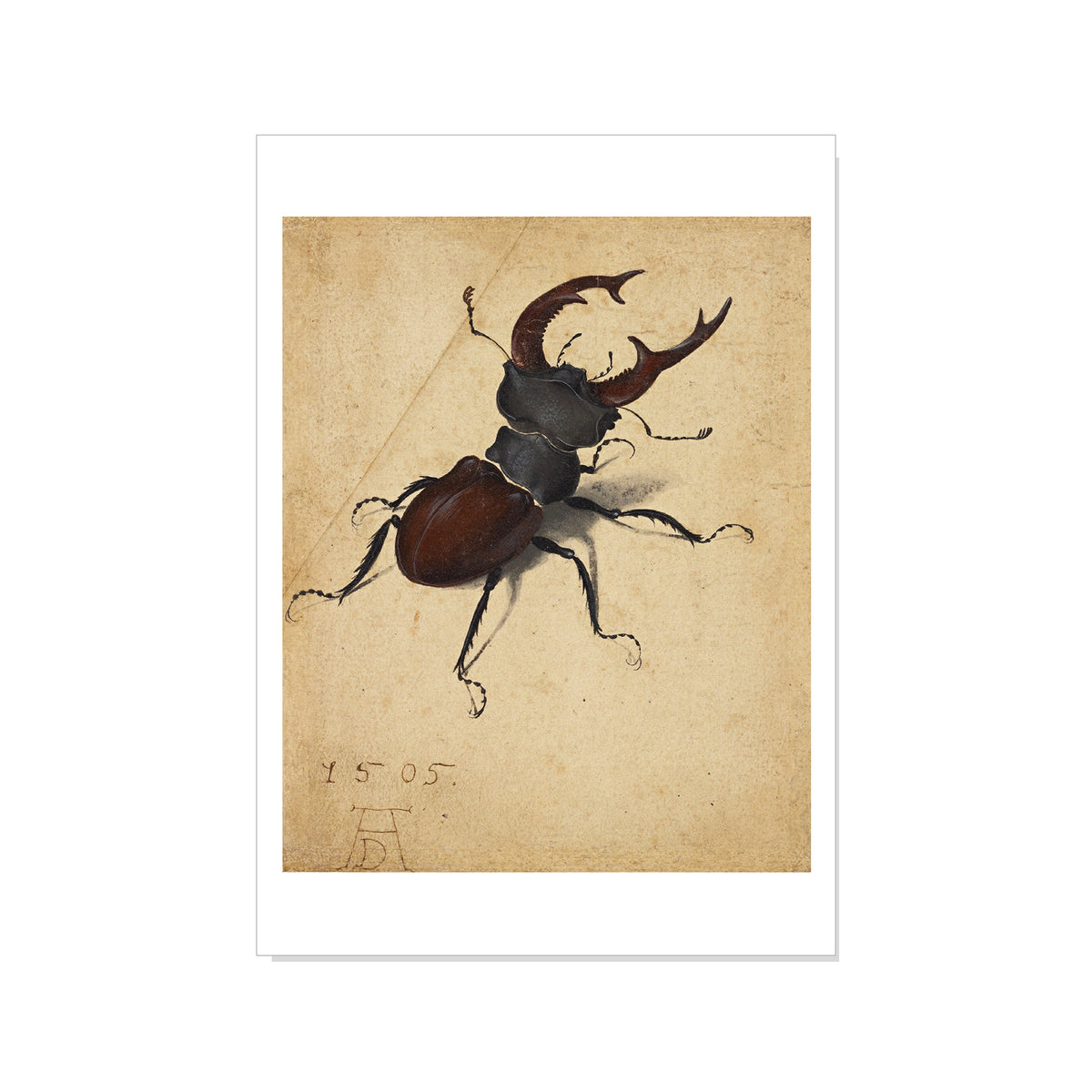 Dürer - Stag Beetle - Postcard