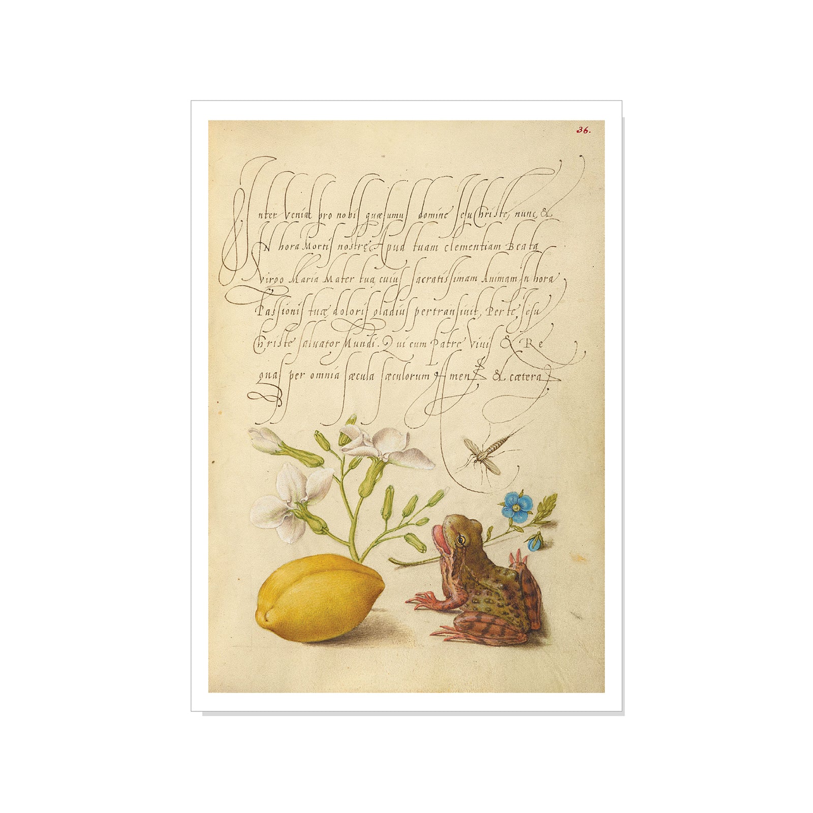 Vintage-style illustration of a frog, lemon, flowers, and text on a beige background