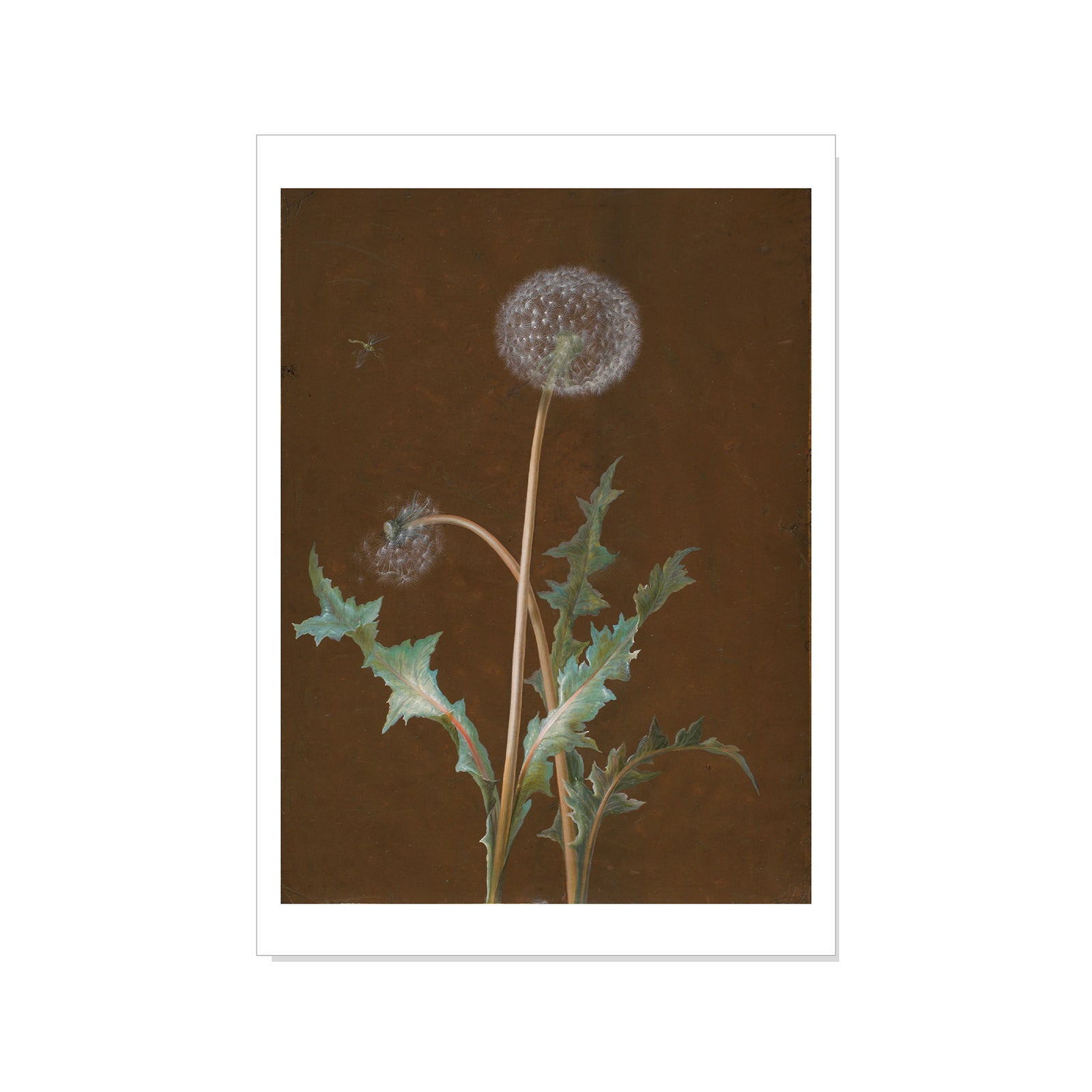 Dandelion flower with seeds on a brown background