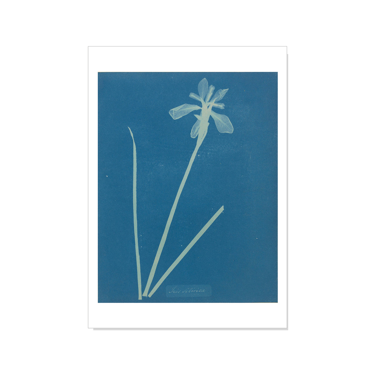 Botanical illustration of a flower on a blue background