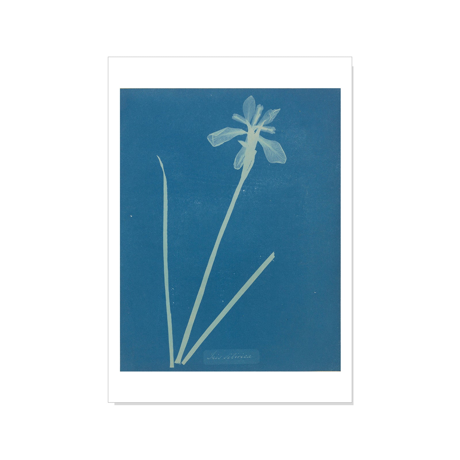 Botanical illustration of a flower on a blue background