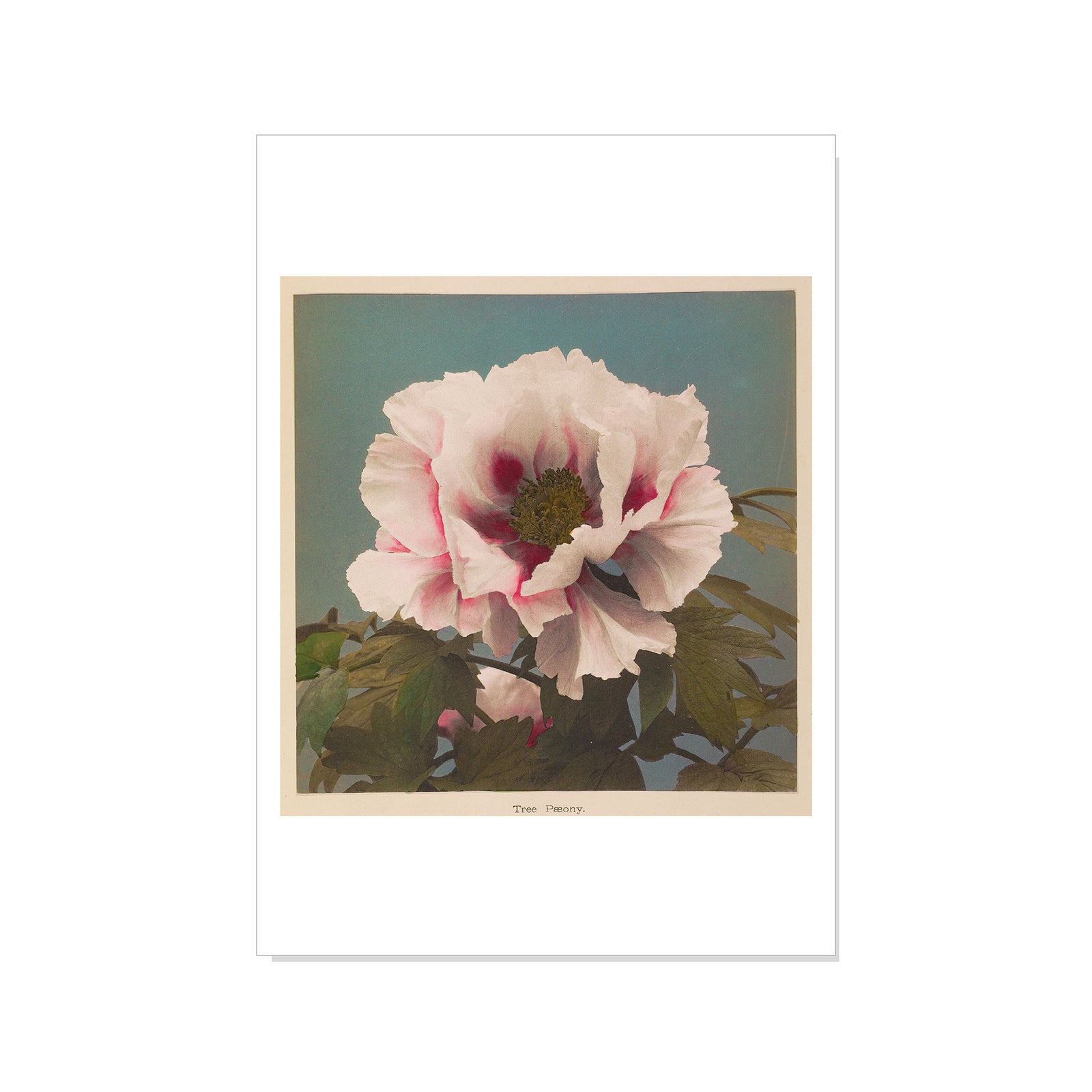 Artwork of a pink flower with green leaves on a white background