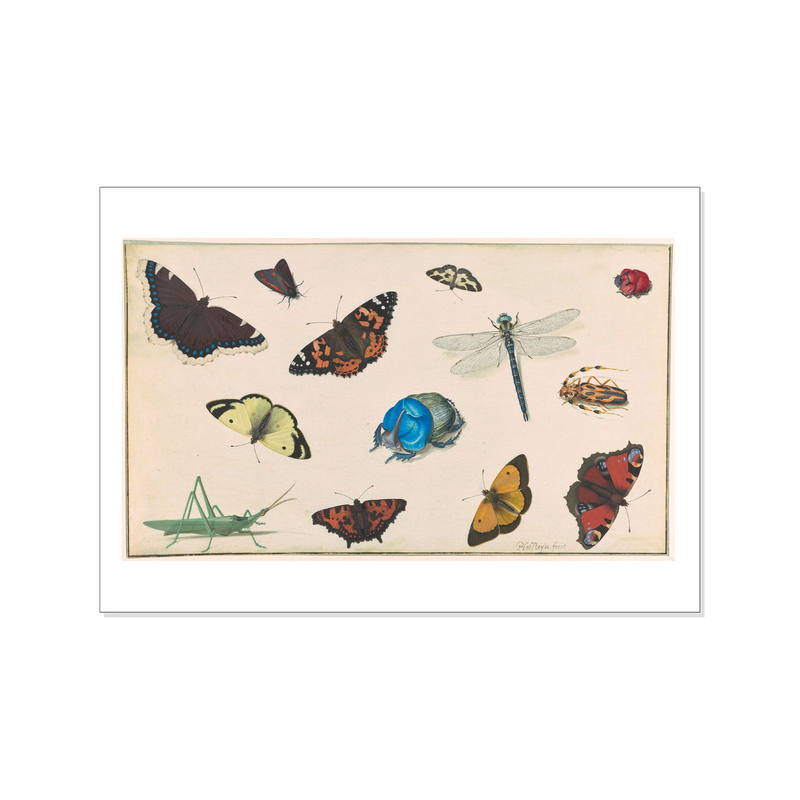 Illustration of various butterflies and a dragonfly on a beige background
