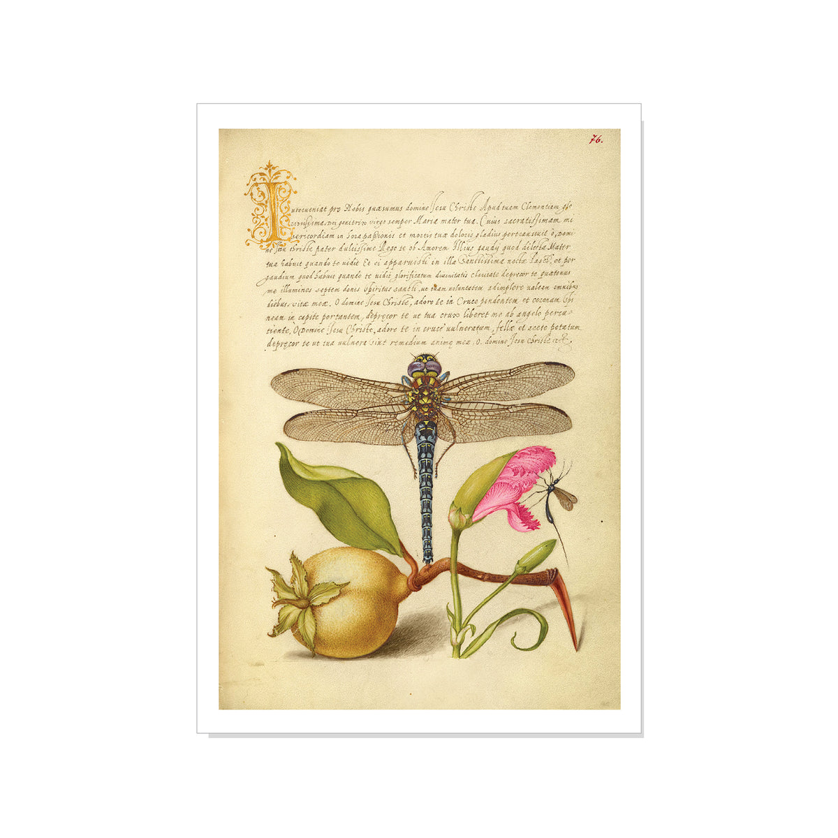 Hoefnagel - Dragonfly, Pear, Carnation, and Insect - Postcard