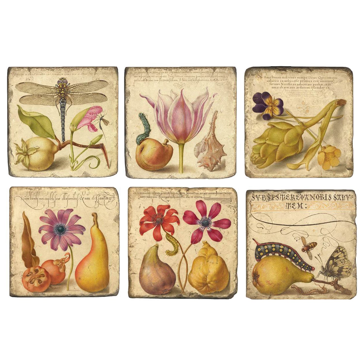 A set of six square tumbled marble coasters, each featuring a detailed, colorful illustration of various subjects, including plants and animals, in a vintage style.