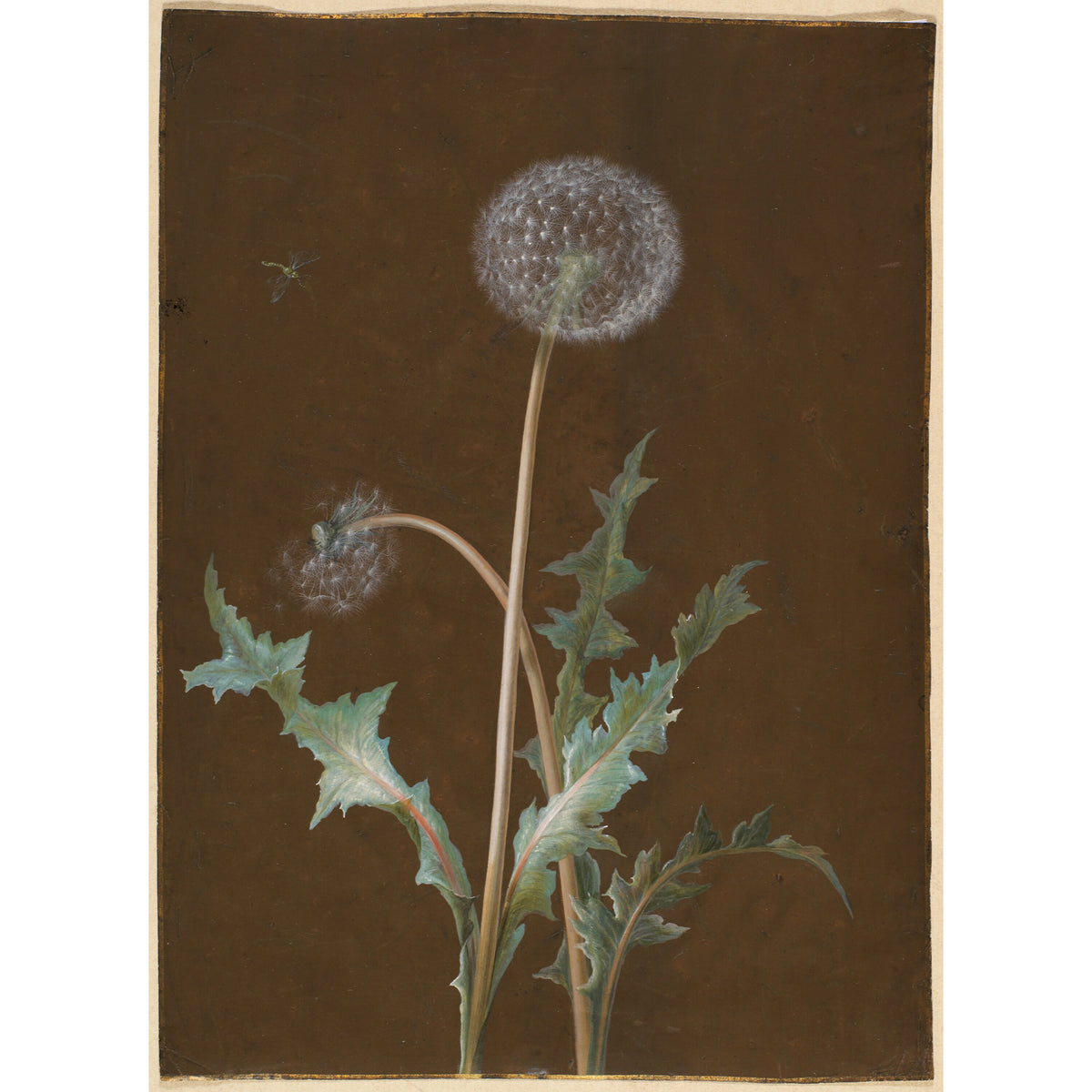 Dandelion Vase Graphic Tee - Black