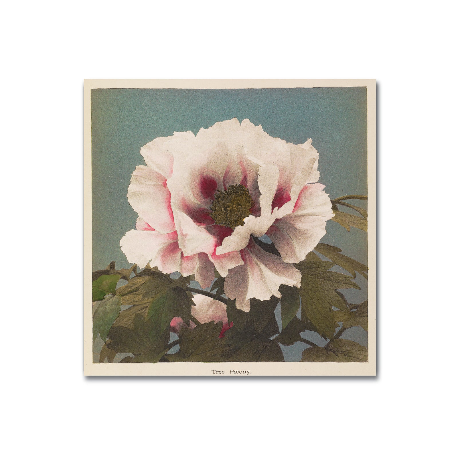 A magnet with a photograph of a Tree Pæony flower.