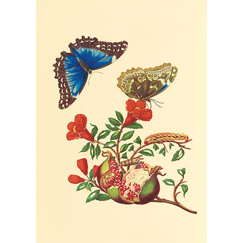 A notecard featuring an illustration of a pomegranate tree with a blue morpho butterfly and a larva on it, from the Getty Research Institute collection.