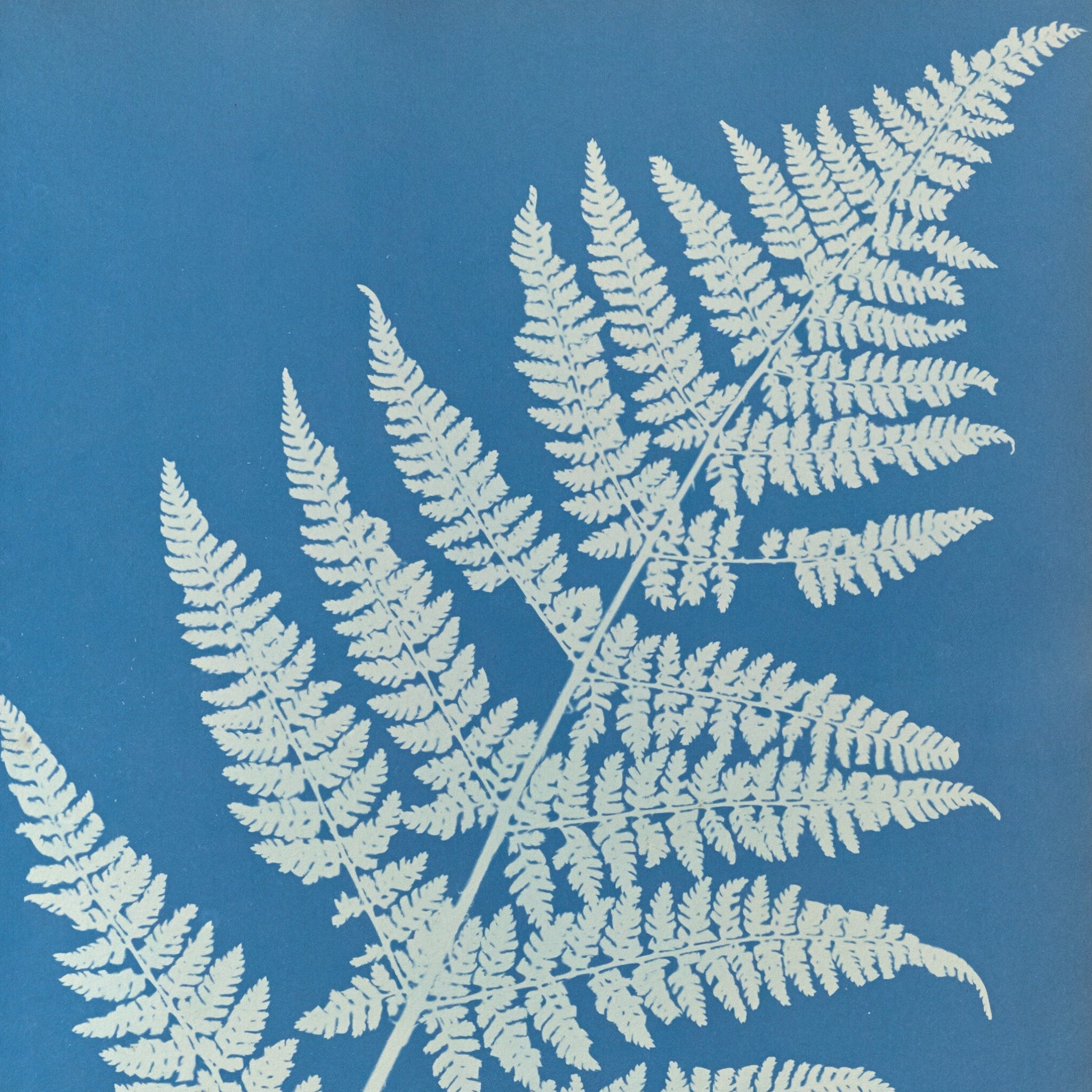 Lastrea focnisecii by Anna Atkins and Anne Dixon