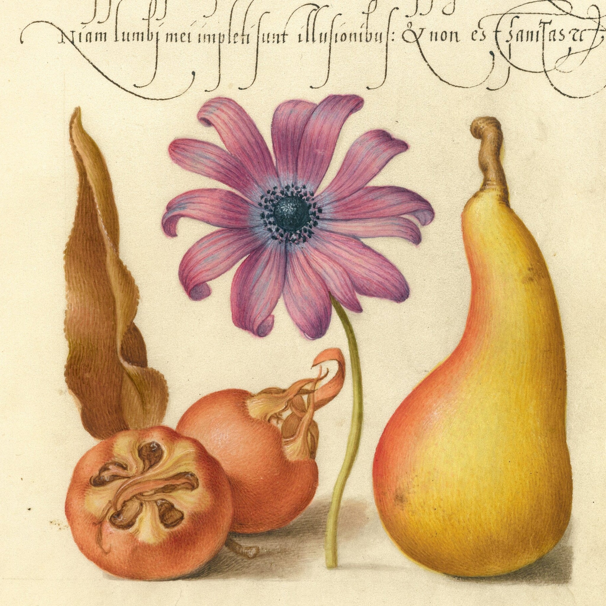 Medlar, Poppy Anemone, and Pear by Joris Hoefnagel and Georg Bocskay