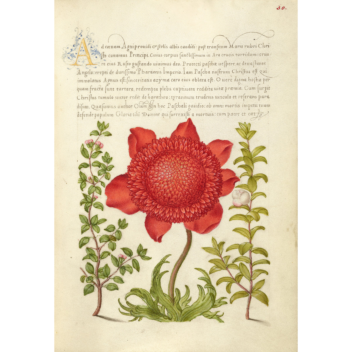 Illustration of a red flower with green leaves on a manuscript background
