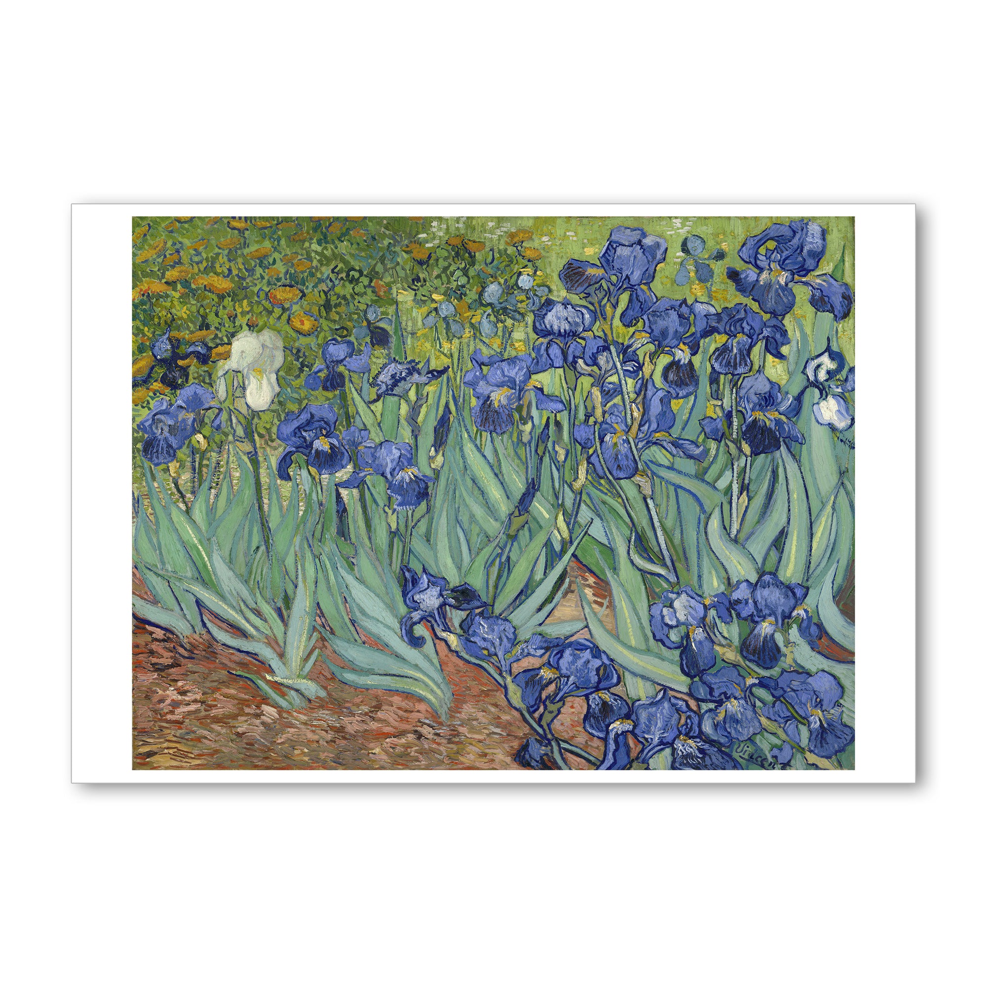 Van Gogh Irises- 5"x7" Note Card | Getty Store
