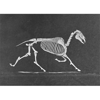 Lenticular Postcard - Horse Skeleton