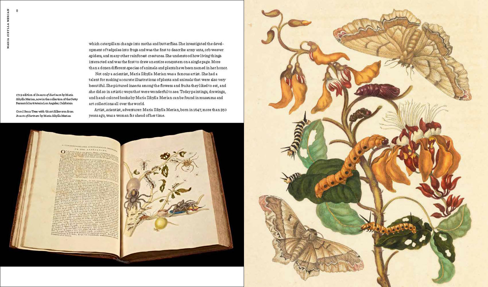 Maria Sibylla Merian: Artist, Scientist, Adventurer | Getty Store