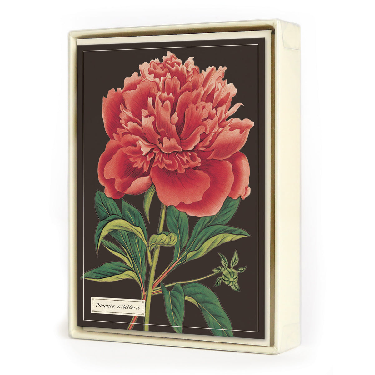 Botanical Boxed Note Cards